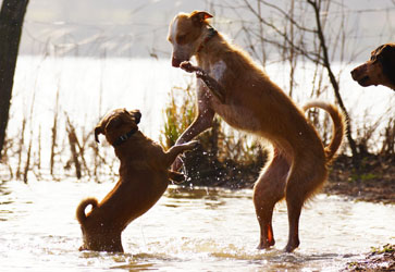 Hundebetreuung Friedrichshain 1